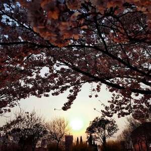 日本免费在线视频
